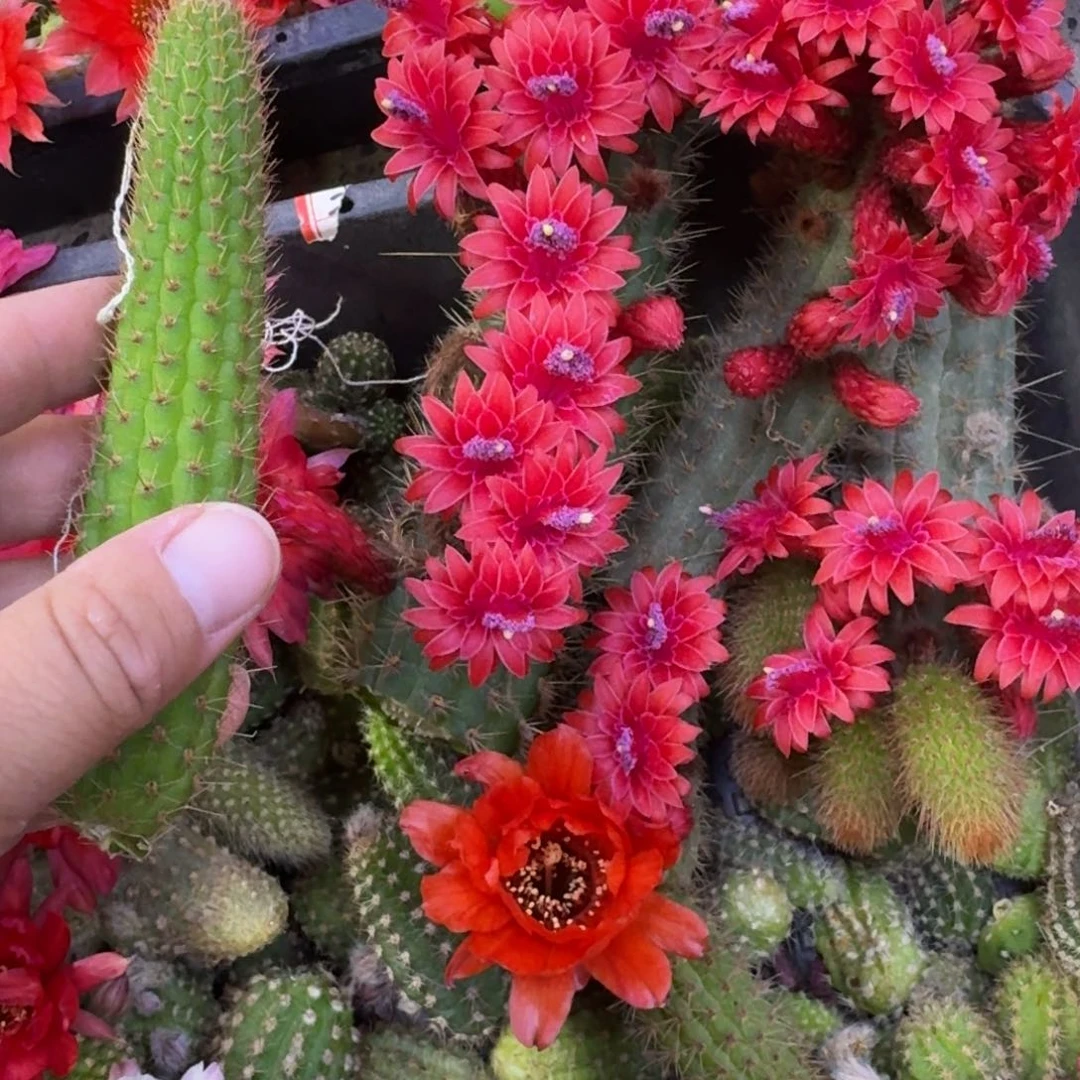 357金妞彩舞柱无根侧牙6公分左右，20包邮