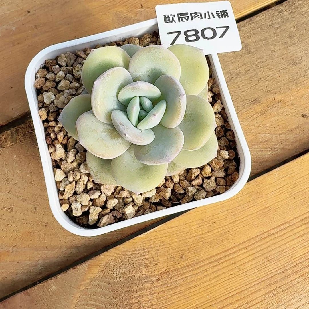 l****r多肉植物奶茶单头7807