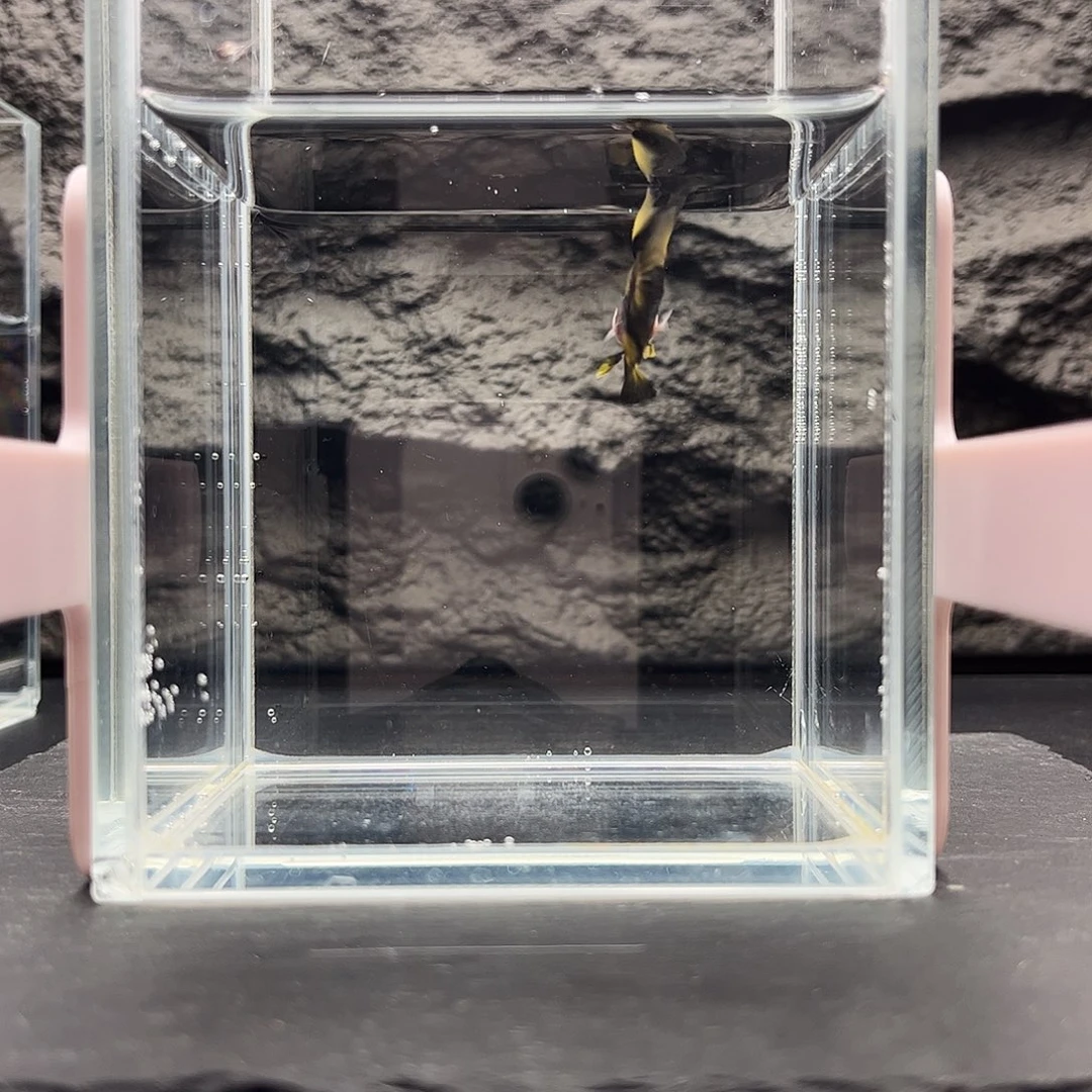 海水鱼宙斯斗鱼竞拍12-16