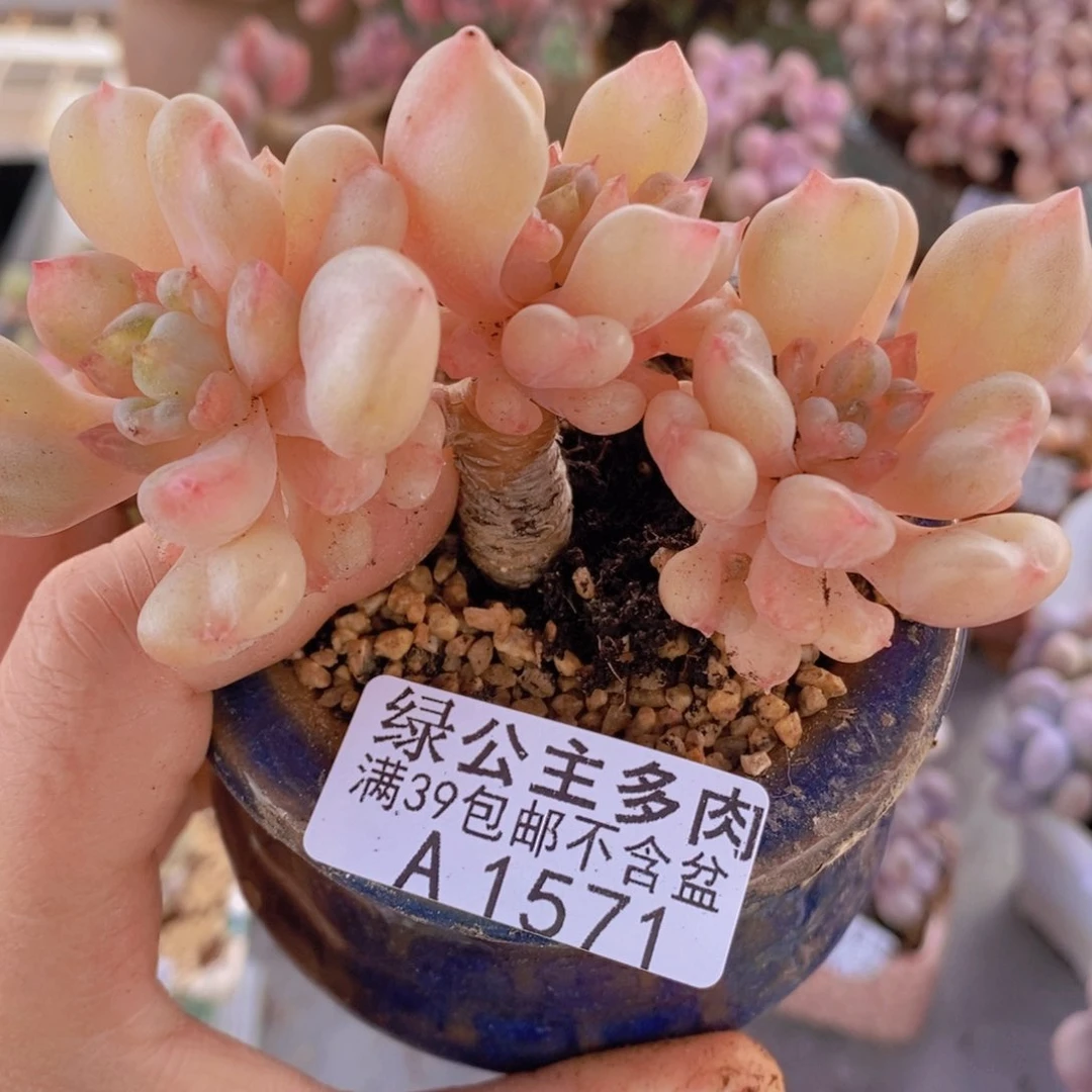 比尔盖茨老桩7cm1571多肉植物