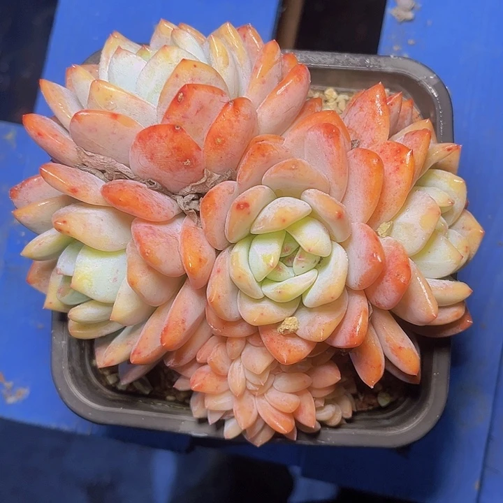 在你身边是不够优秀和优秀才