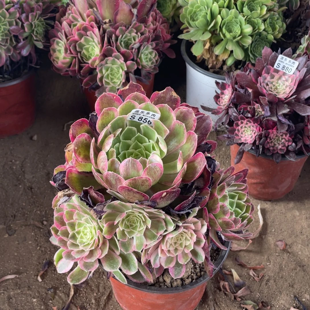 856孔雀翎多肉法师断枝不包