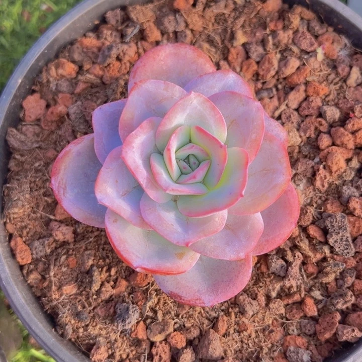 健健康康平平安安多肉