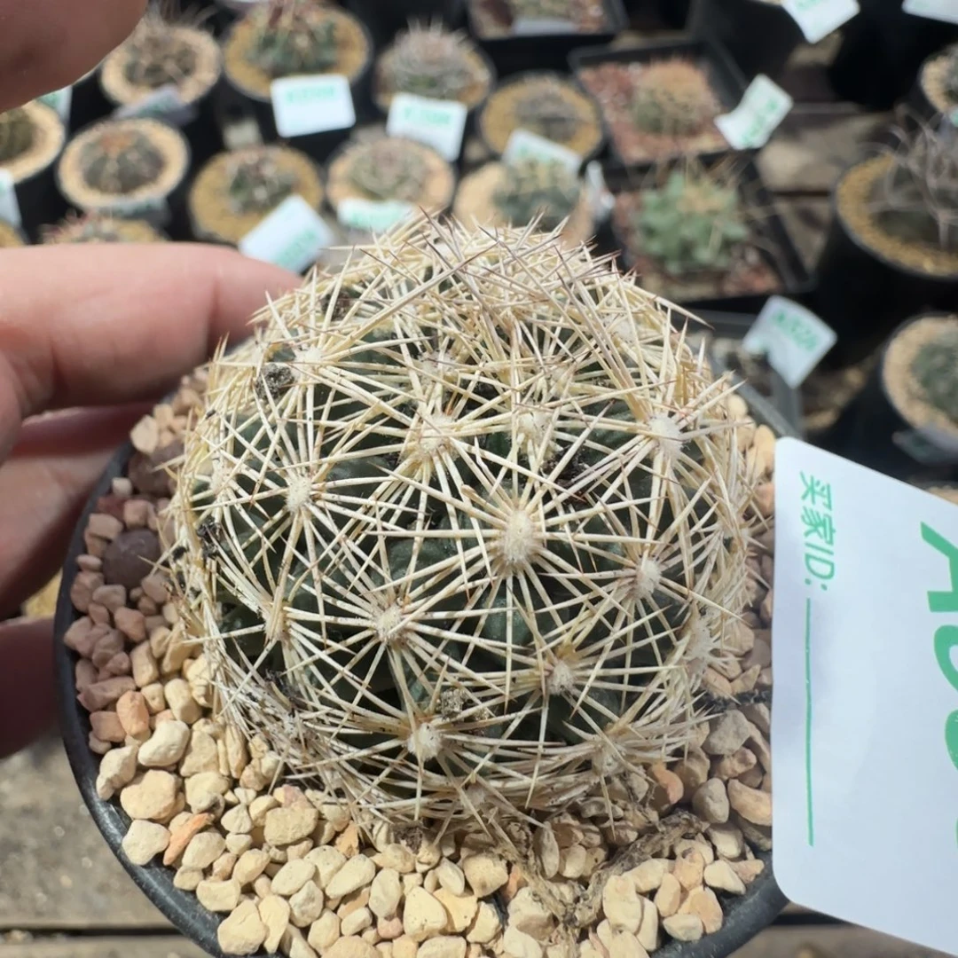 海胆 实生仙人球558