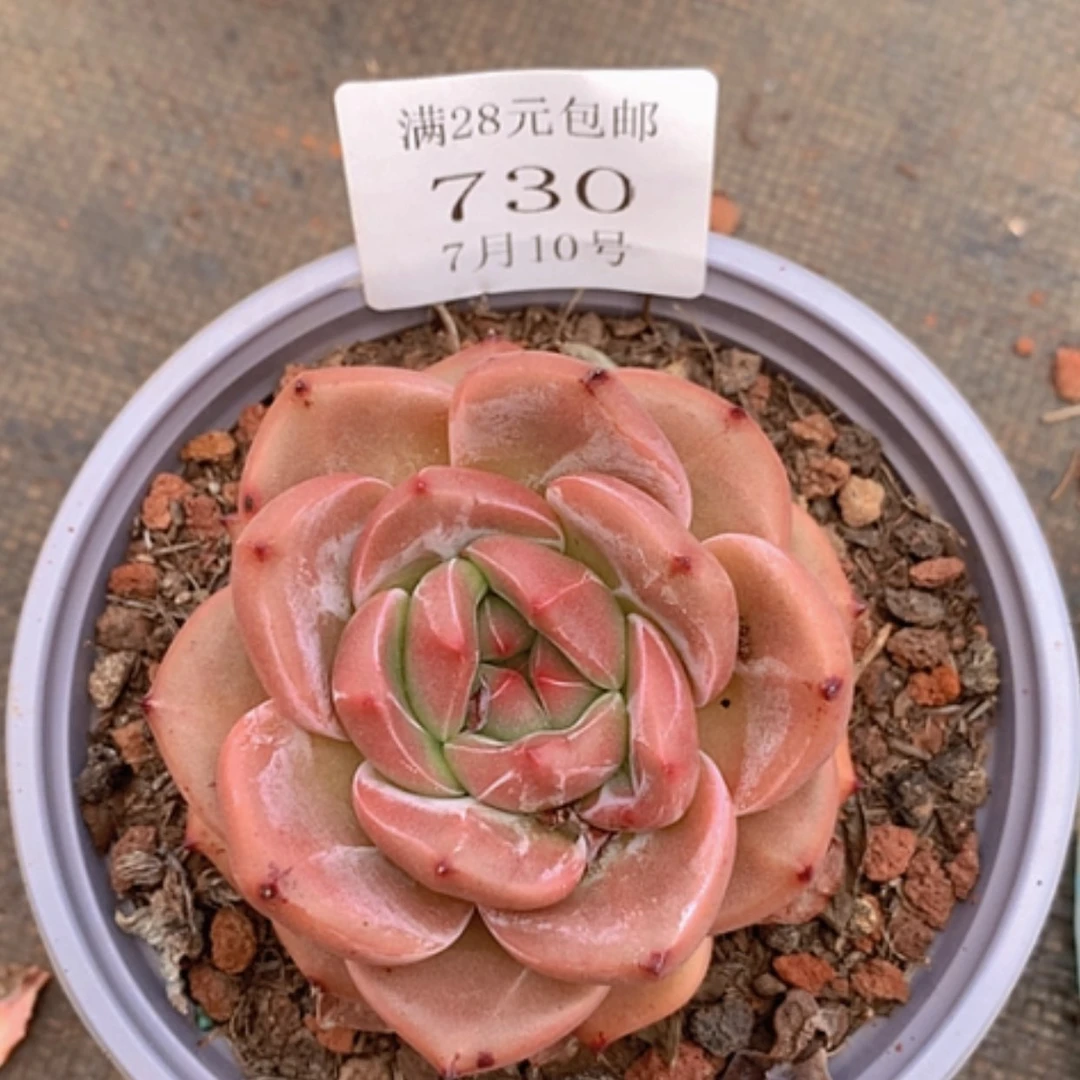 【闪购商品】云730号