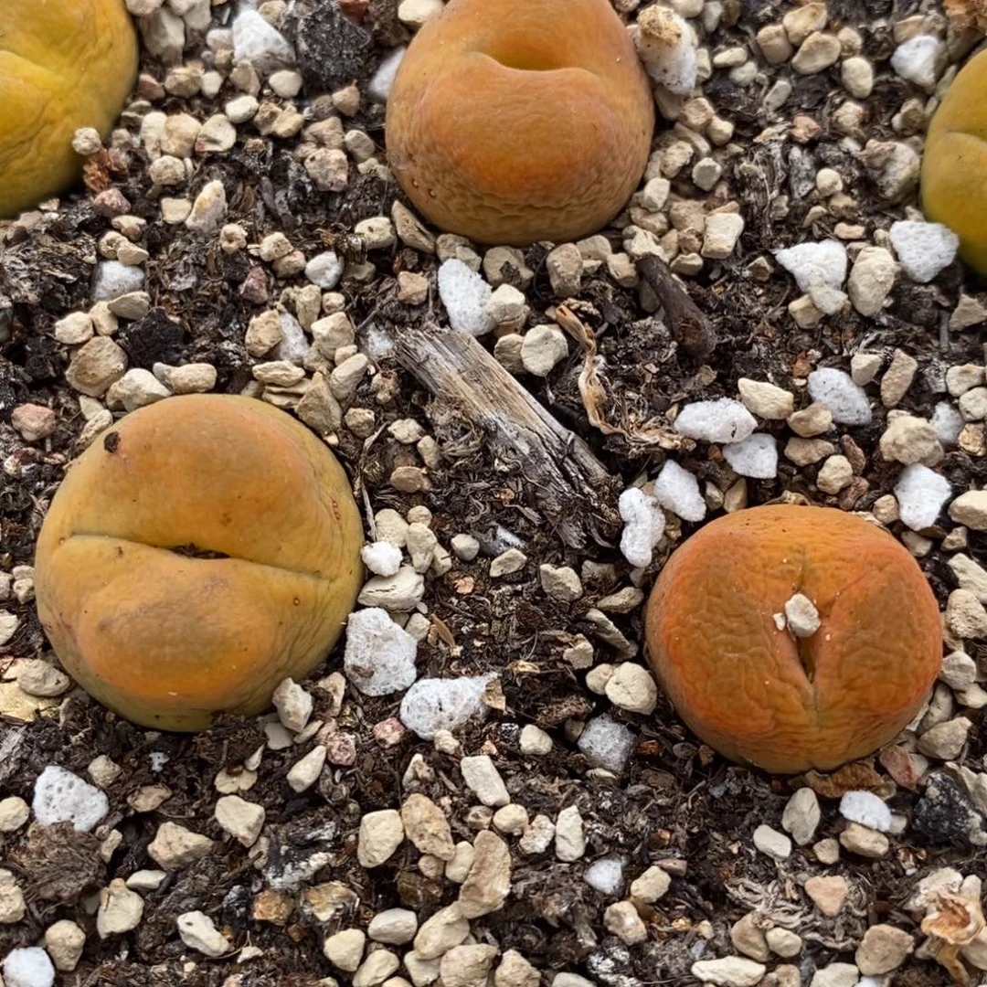 水蜜桃1颗买2送1颗