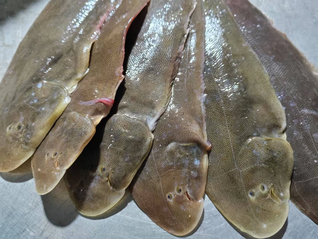 龙利鱼 踏板鱼特大号四指半宽现货现发