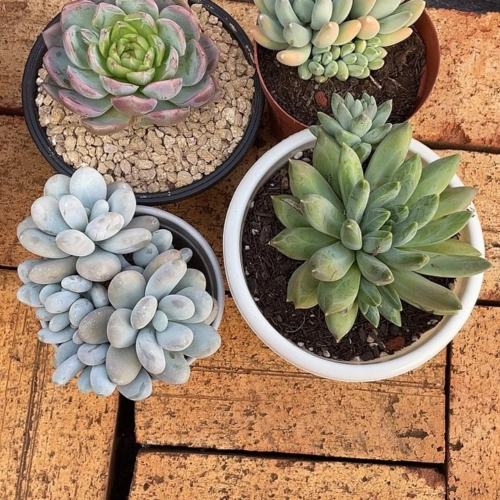 *****四颗一物一拍 寄养