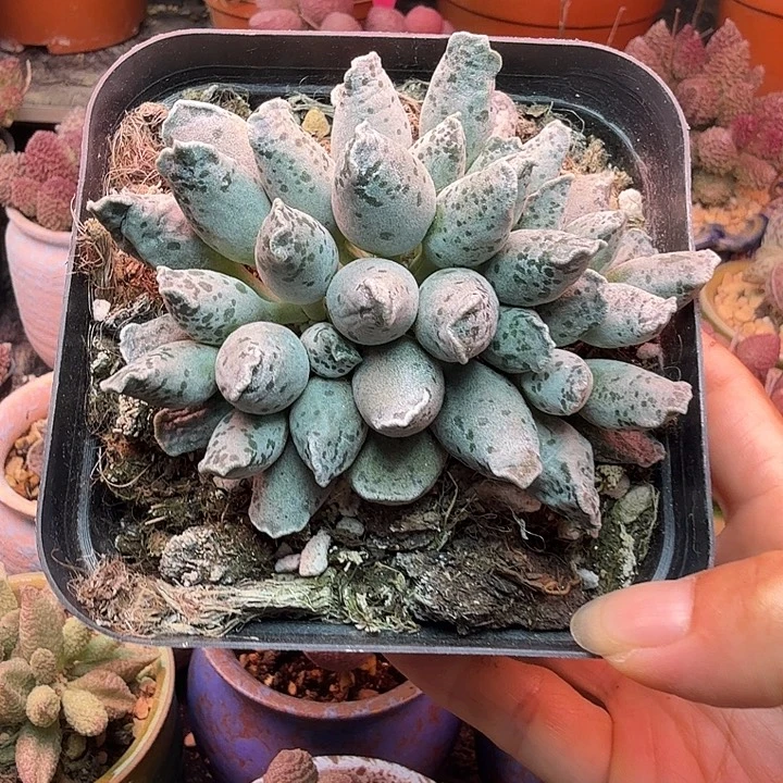 涵***水蜜桃和草莓都很好吃的样子