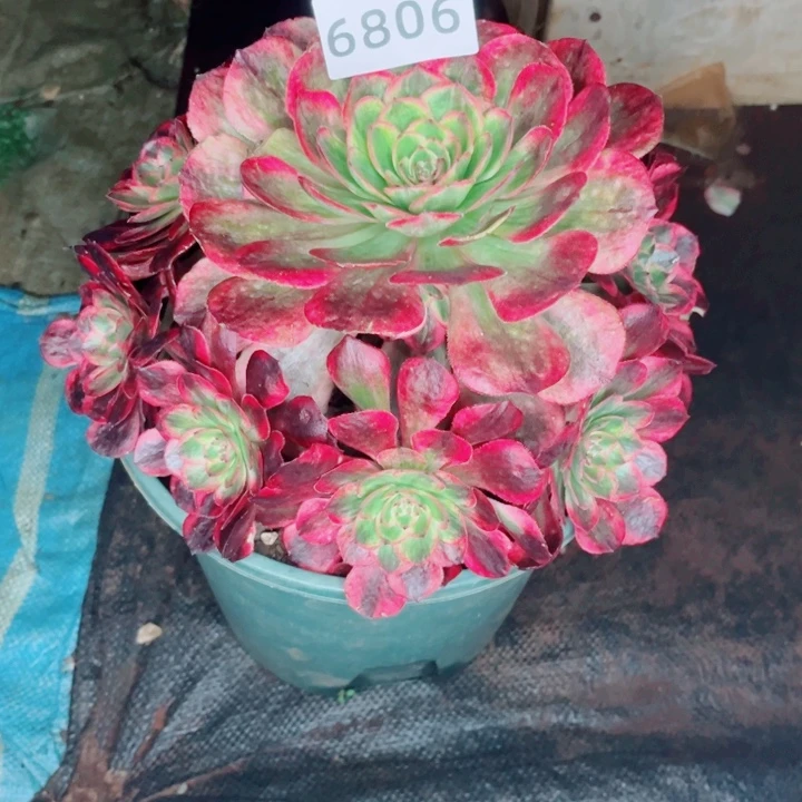 赤子心特价多肉发货