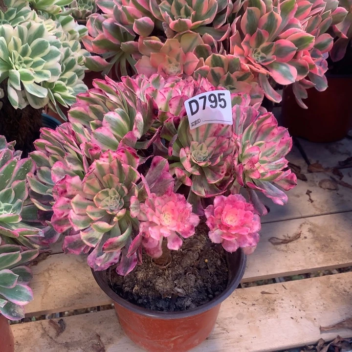 795红铜白丛林多肉法师