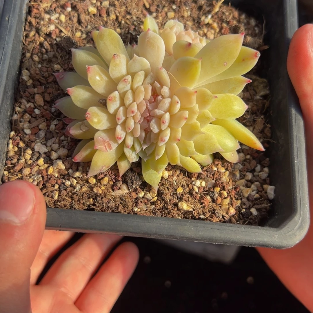 新年快乐 新年快乐