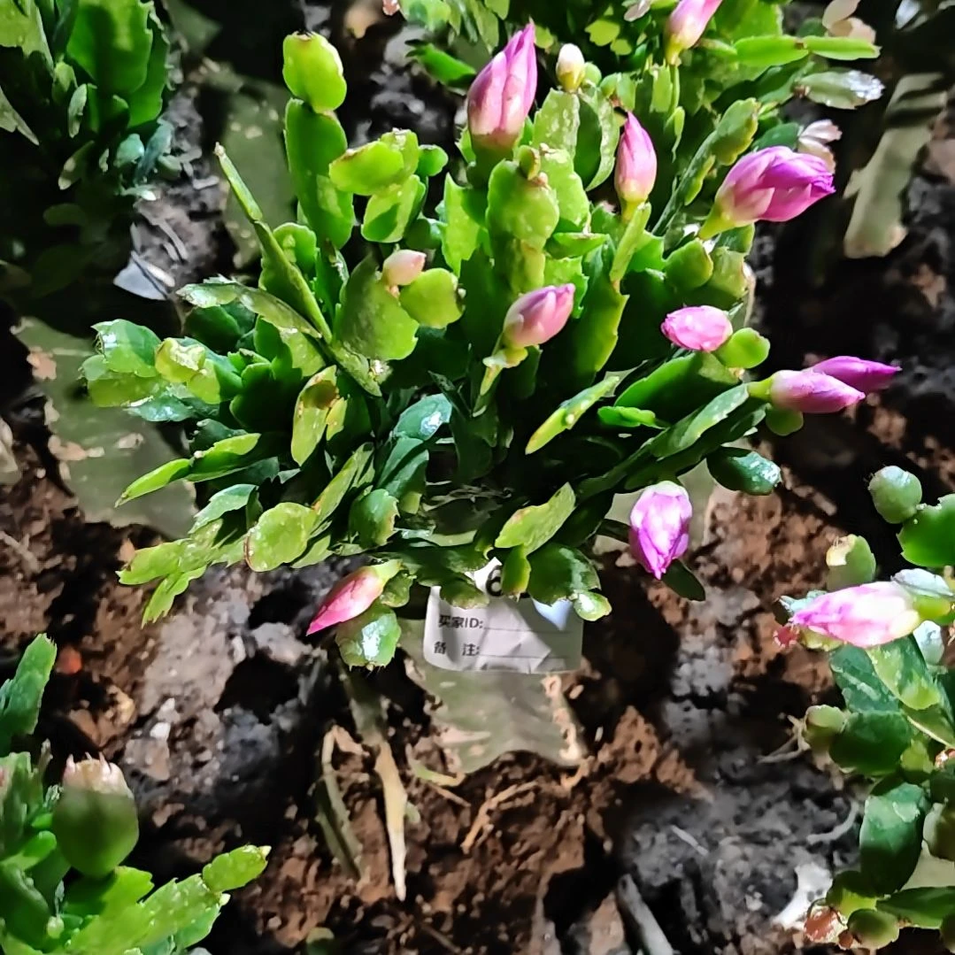 027紫重瓣脱土脱盆易掉芽苞608