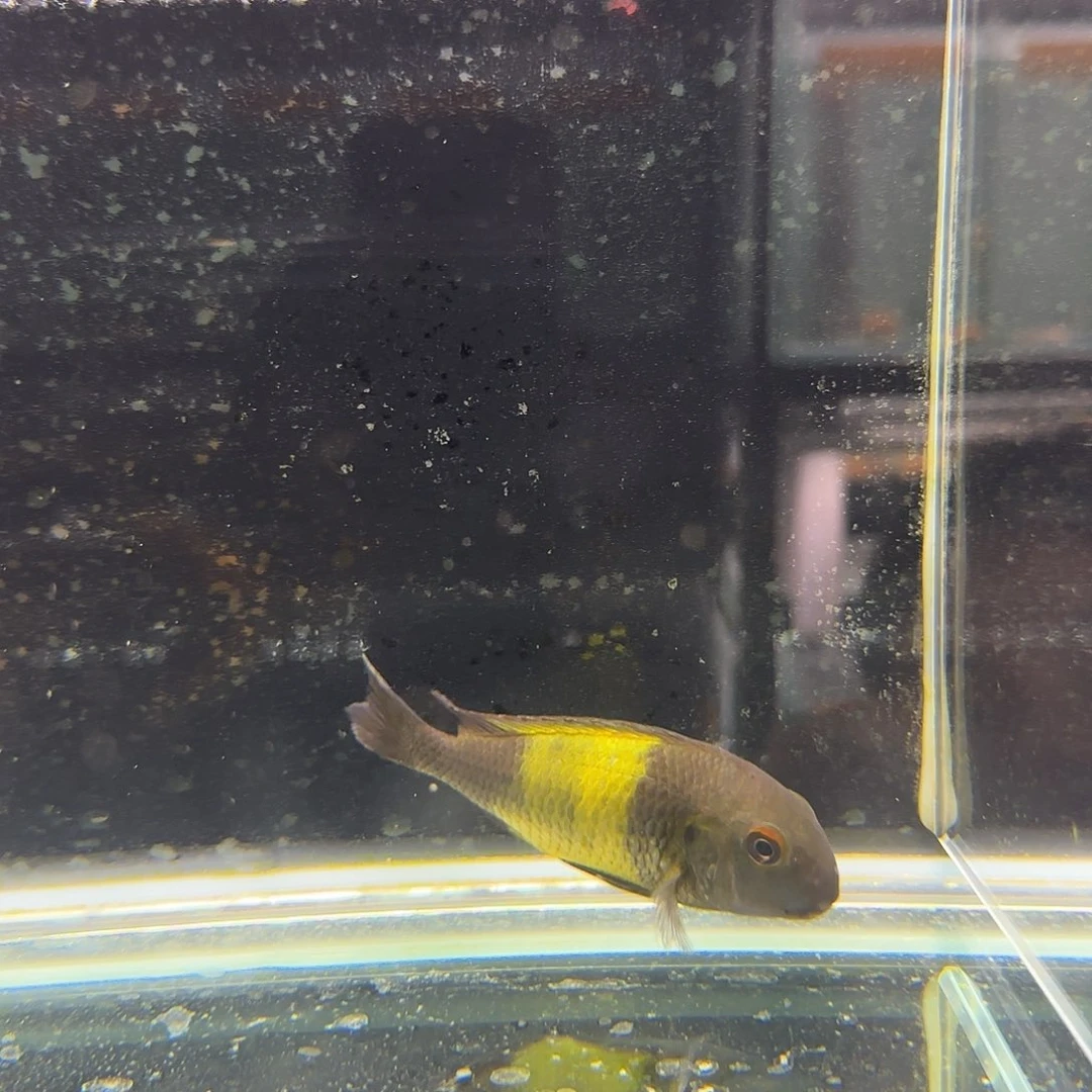 慈鲷诺****居黄宽，1309