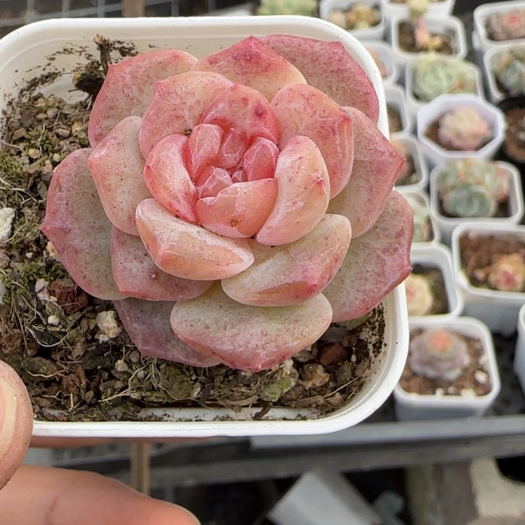 多肉小卡拉米糖心一物一拍