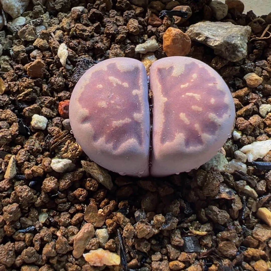 852多肉植物种类多样