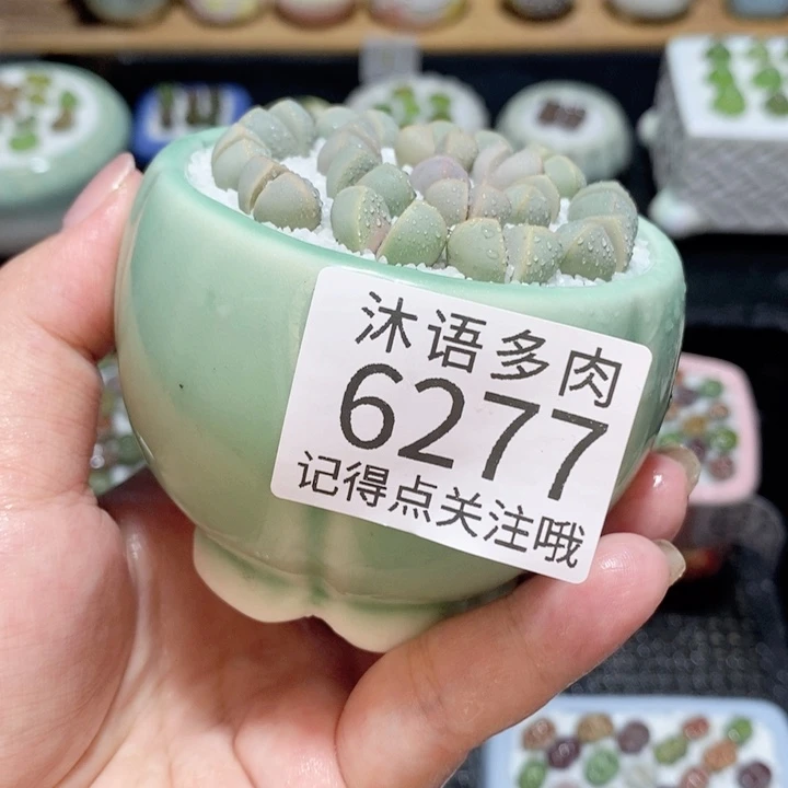 带盆土发货 精美盆栽6277