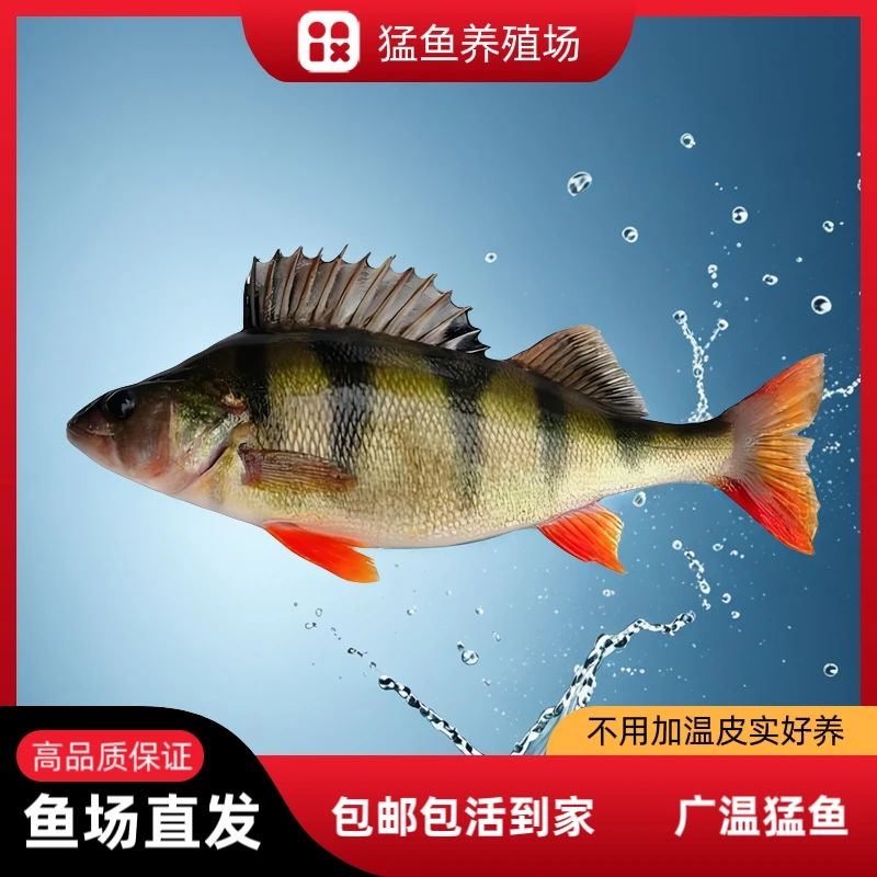 五道黑、河鲈淡水猛鱼、不用加温、喂食小鱼小虾，京东包邮包活到家