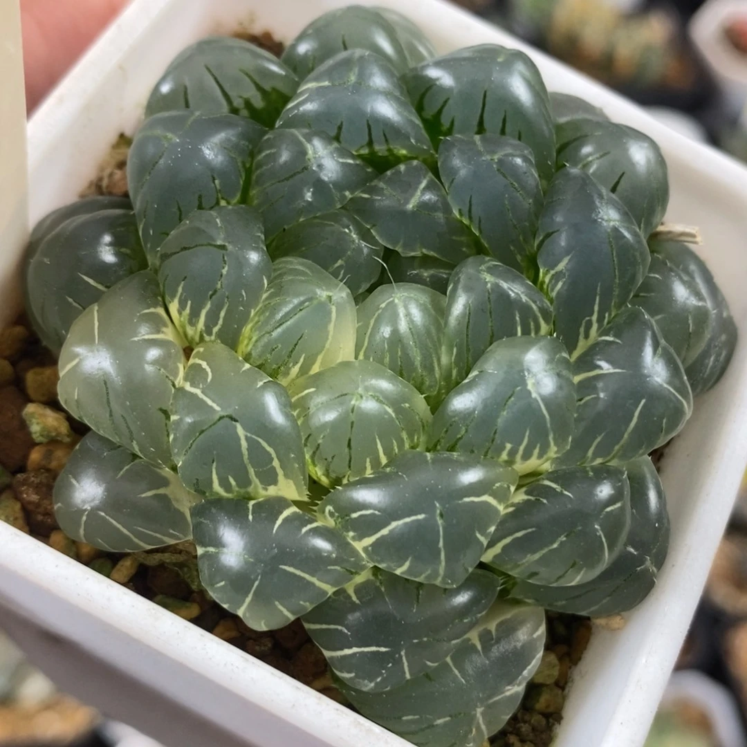 448湖水玉露锦一物一拍