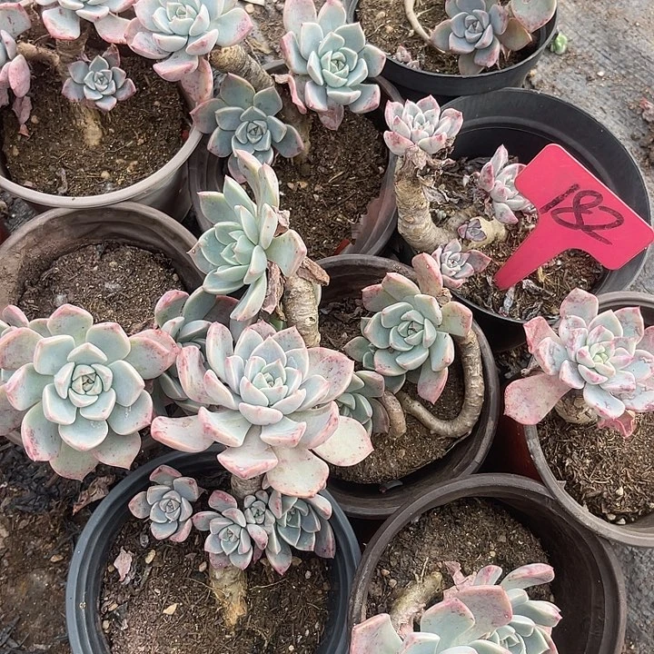 晨语多肉，一物一拍182