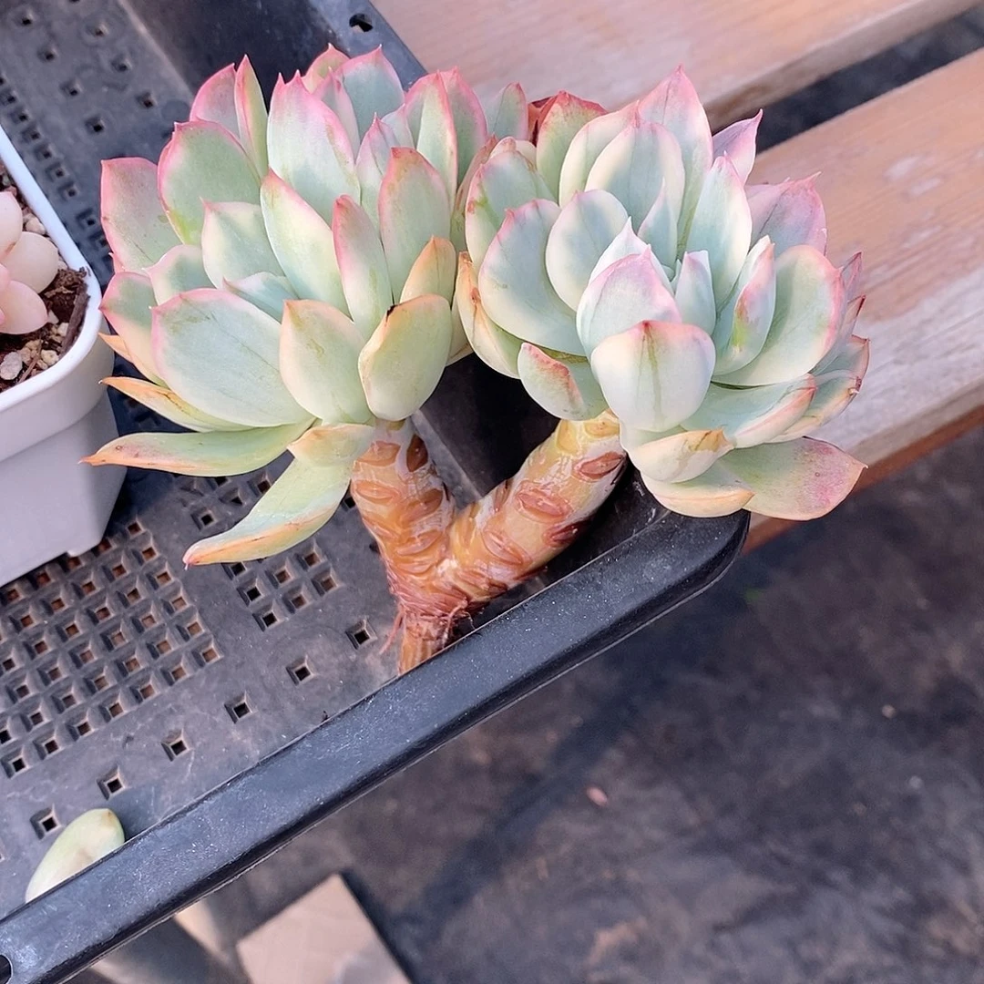 绮罗仙子老桩多肉锦多肉