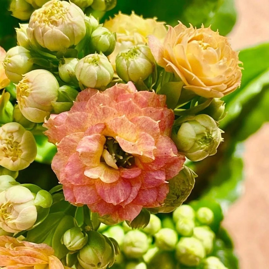 黄钻110盆黄色渐变橙长寿花