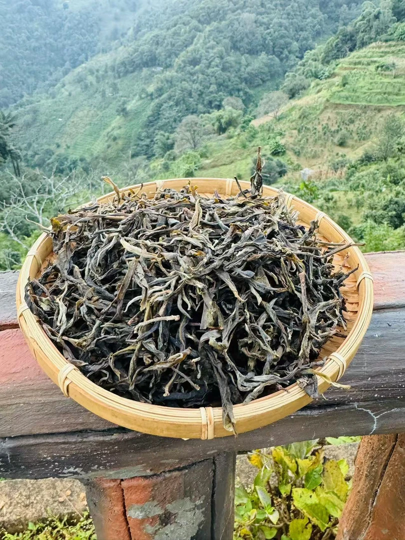 [冰岛地界80号]2024年秋茶古树散茶500克/份 云南普洱