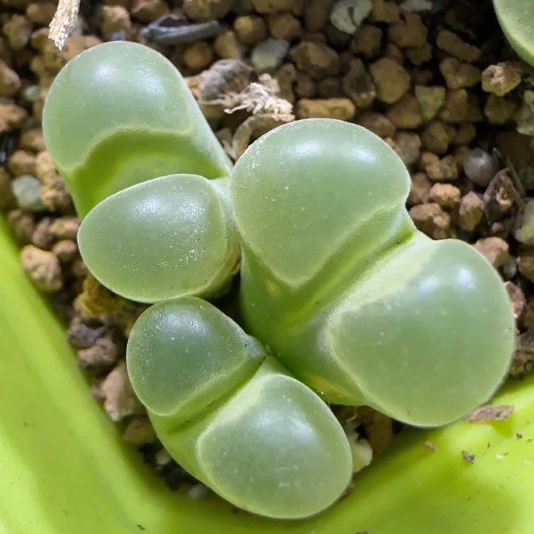 10.23。.84极窗有伤。5050