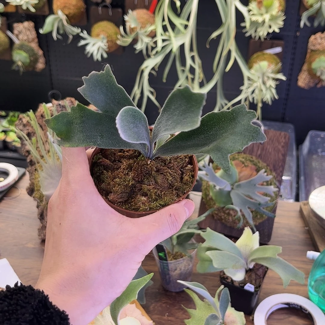 完全开放侏儒骨刺鹿角蕨TC