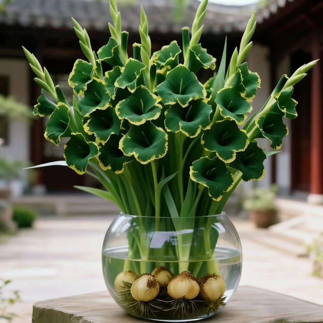 【浓香型】四季开花水培兰花球盆栽好养室内外耐寒耐热四季开花驱蚊