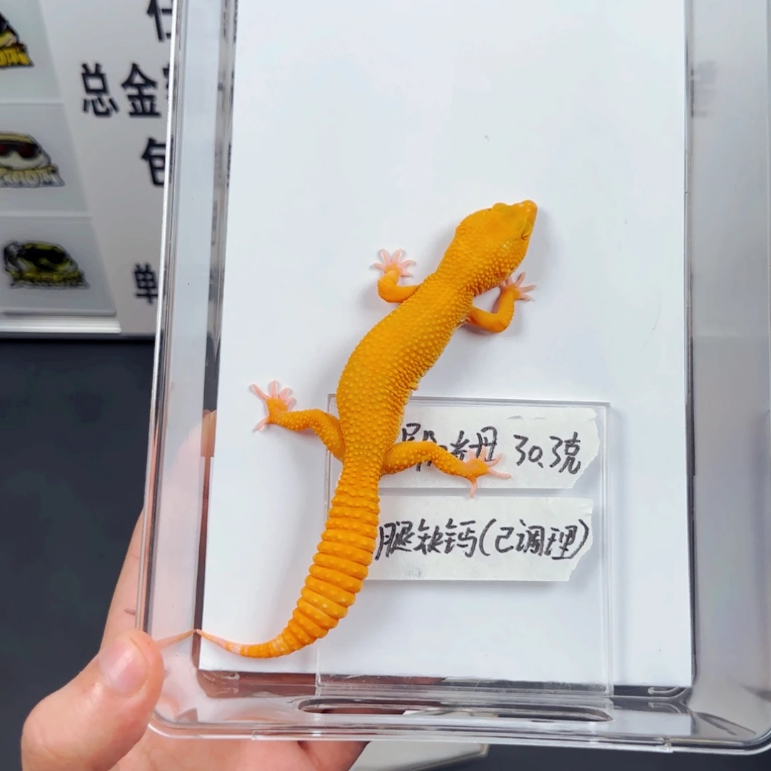 豹纹守宫满尾阳光妹妹