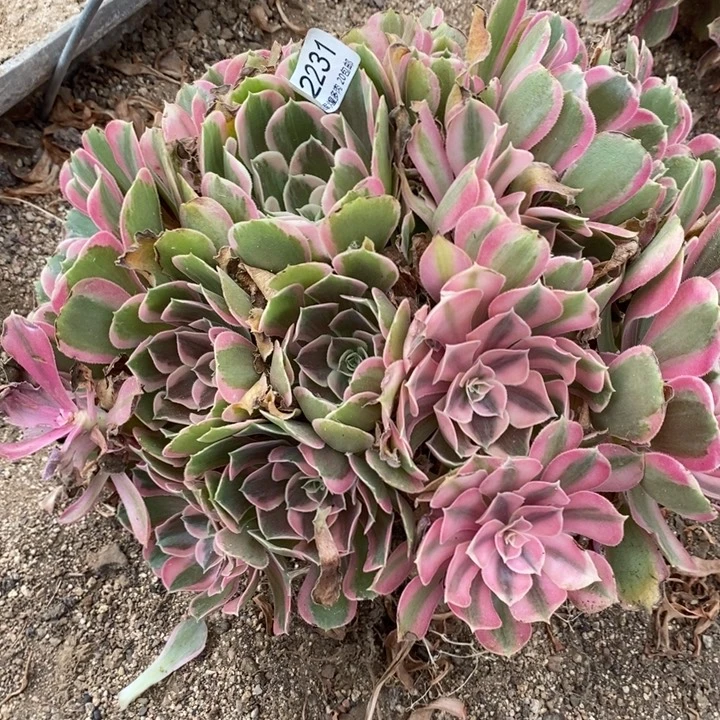 02231男神多肉植物