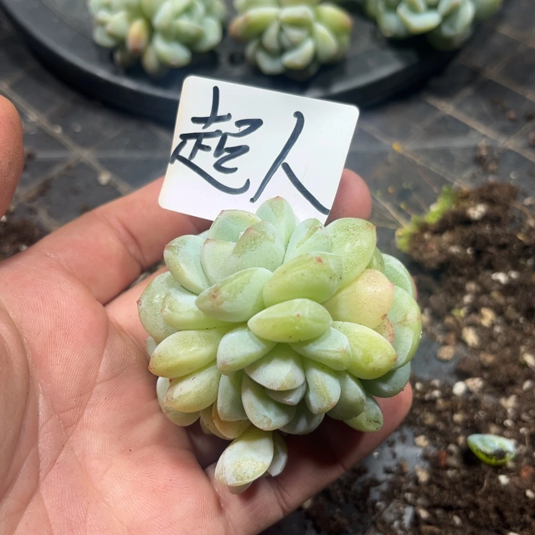 超人专拍冰玉群生多头