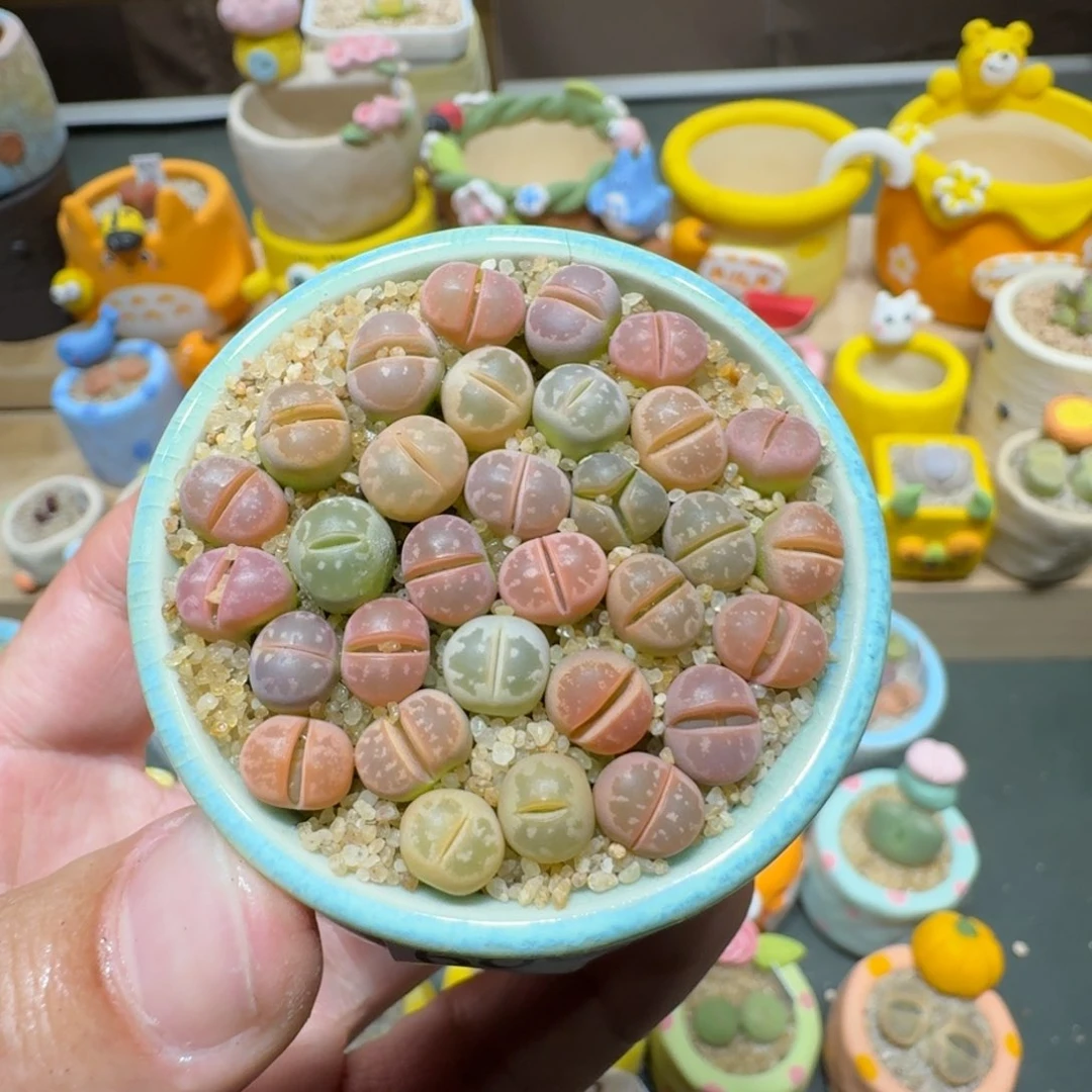 红陶蘑菇600橄榄