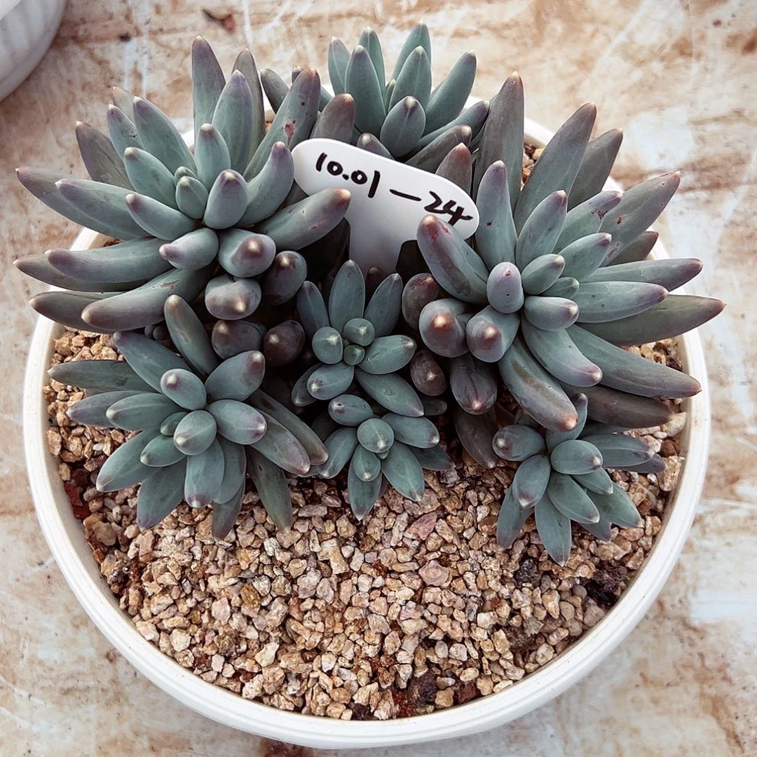 1001-24欧若拉群。。。