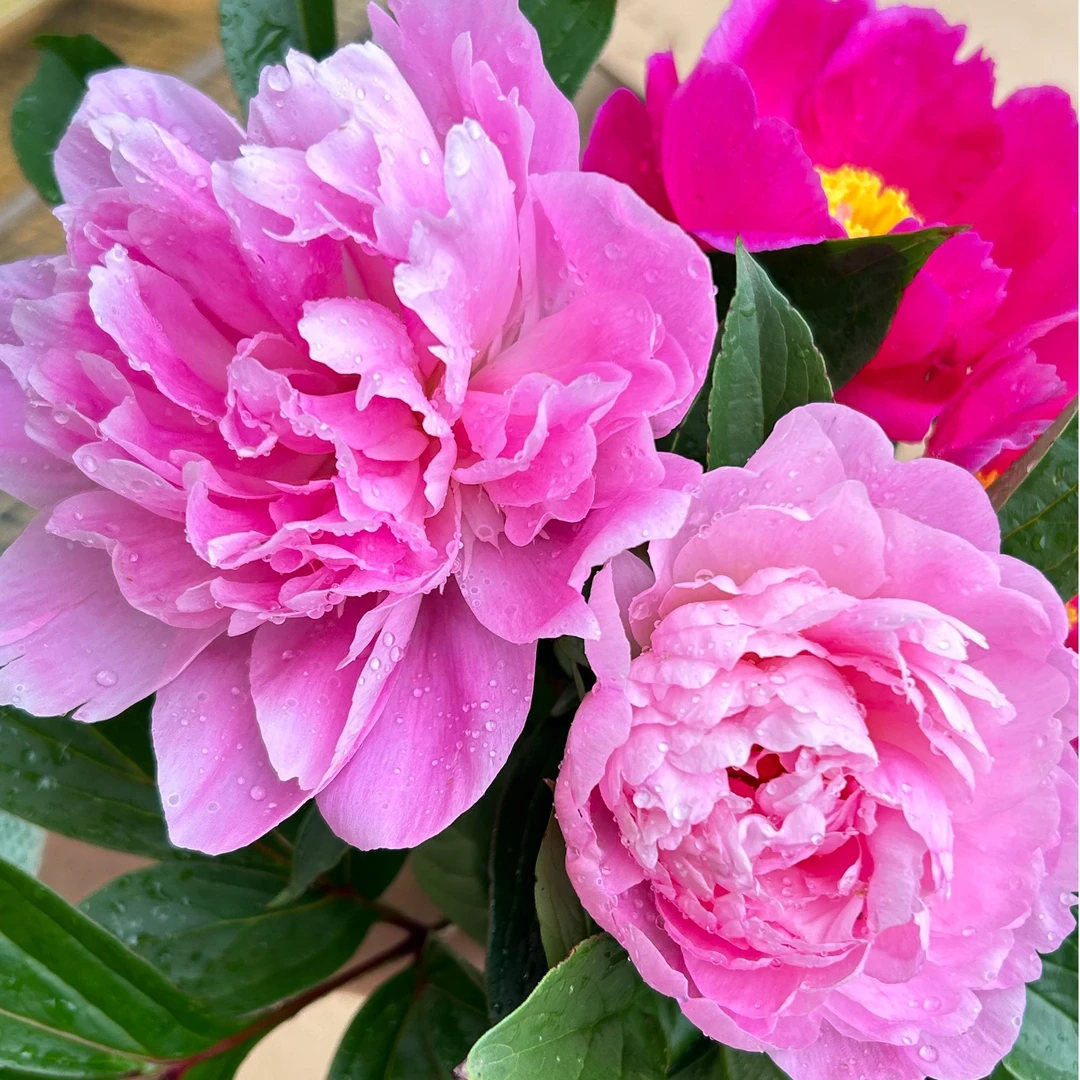 【粉红渐变】芍药现货大田种植重瓣大花苞买8送2重庆垫江村集体经济