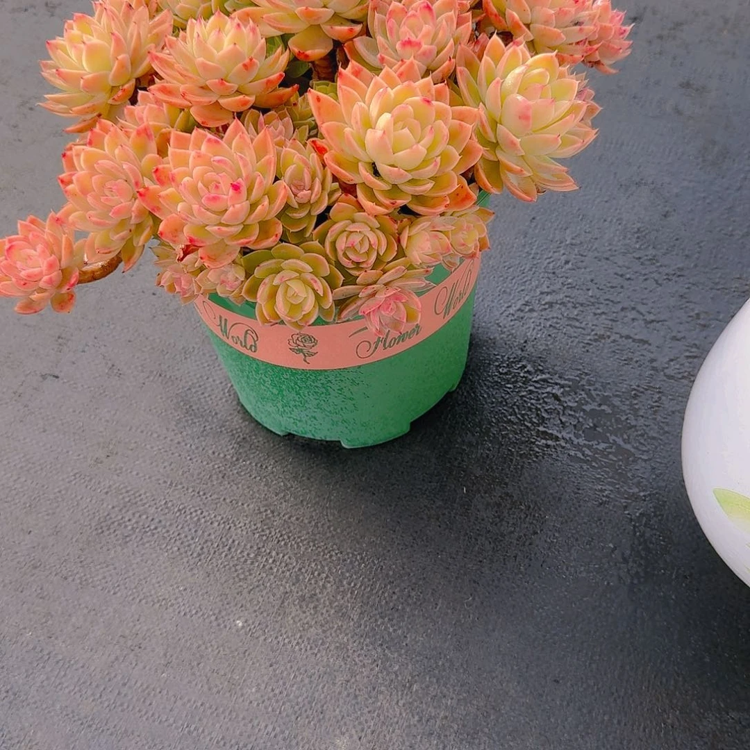 ?*然丝绸面纱精品多肉