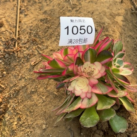 荔枝多肉多肉1050