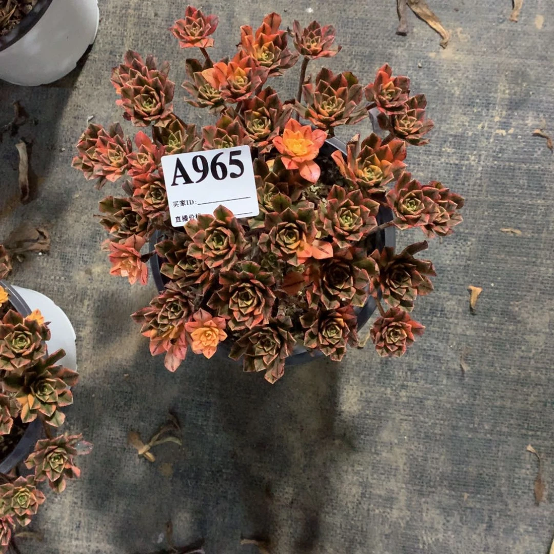 甜茶965法师多肉植物