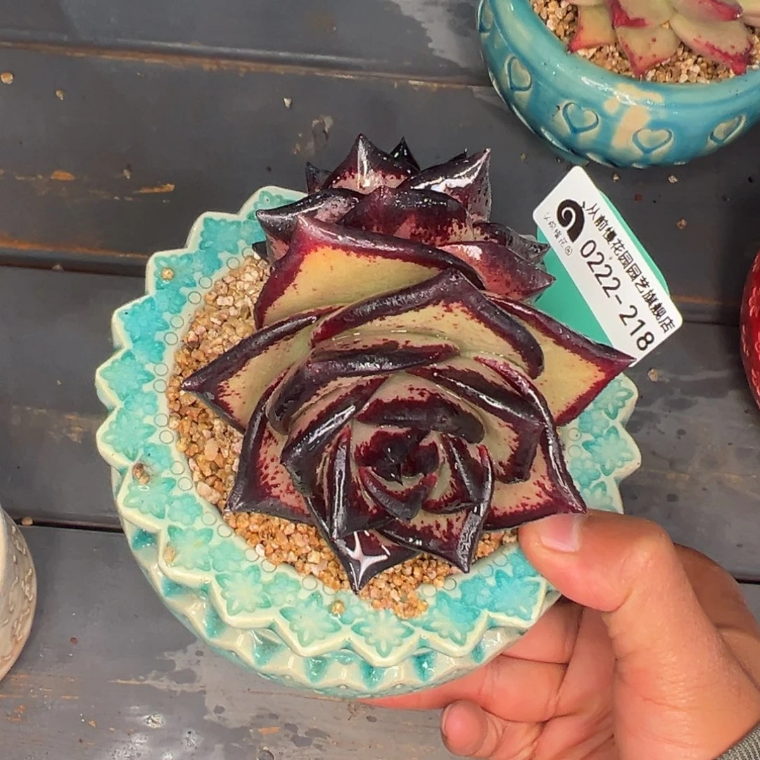 多肉一物一拍0222-218