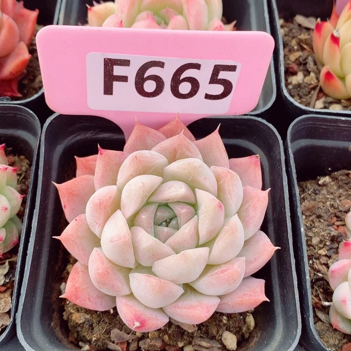 新品6cm多肉植物