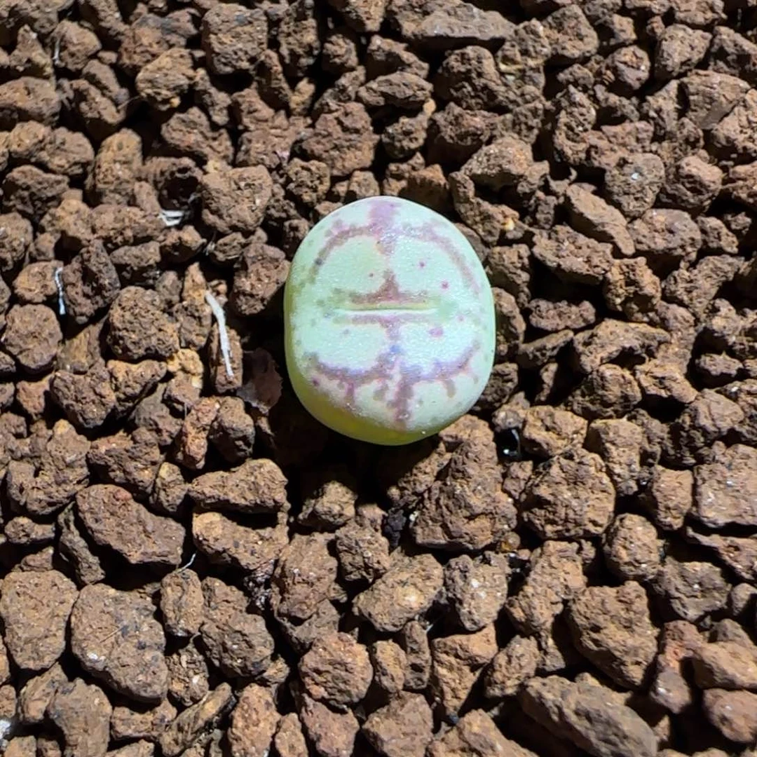 肉锥多肉植物组合-超级绒面猴脸1475