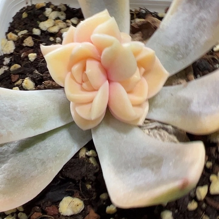 汉堡锦多肉植物1802