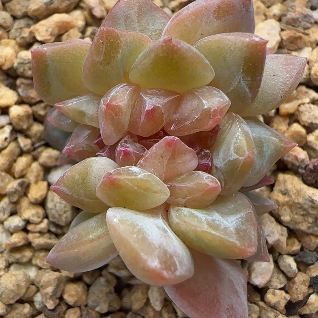 【满29包邮非偏远】452糖心龙头缀三公分