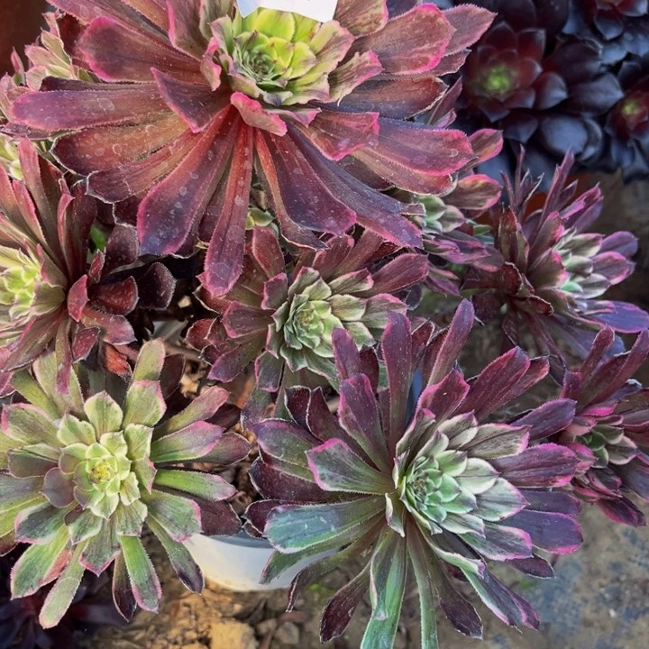 323粉墨多肉法师不包断枝