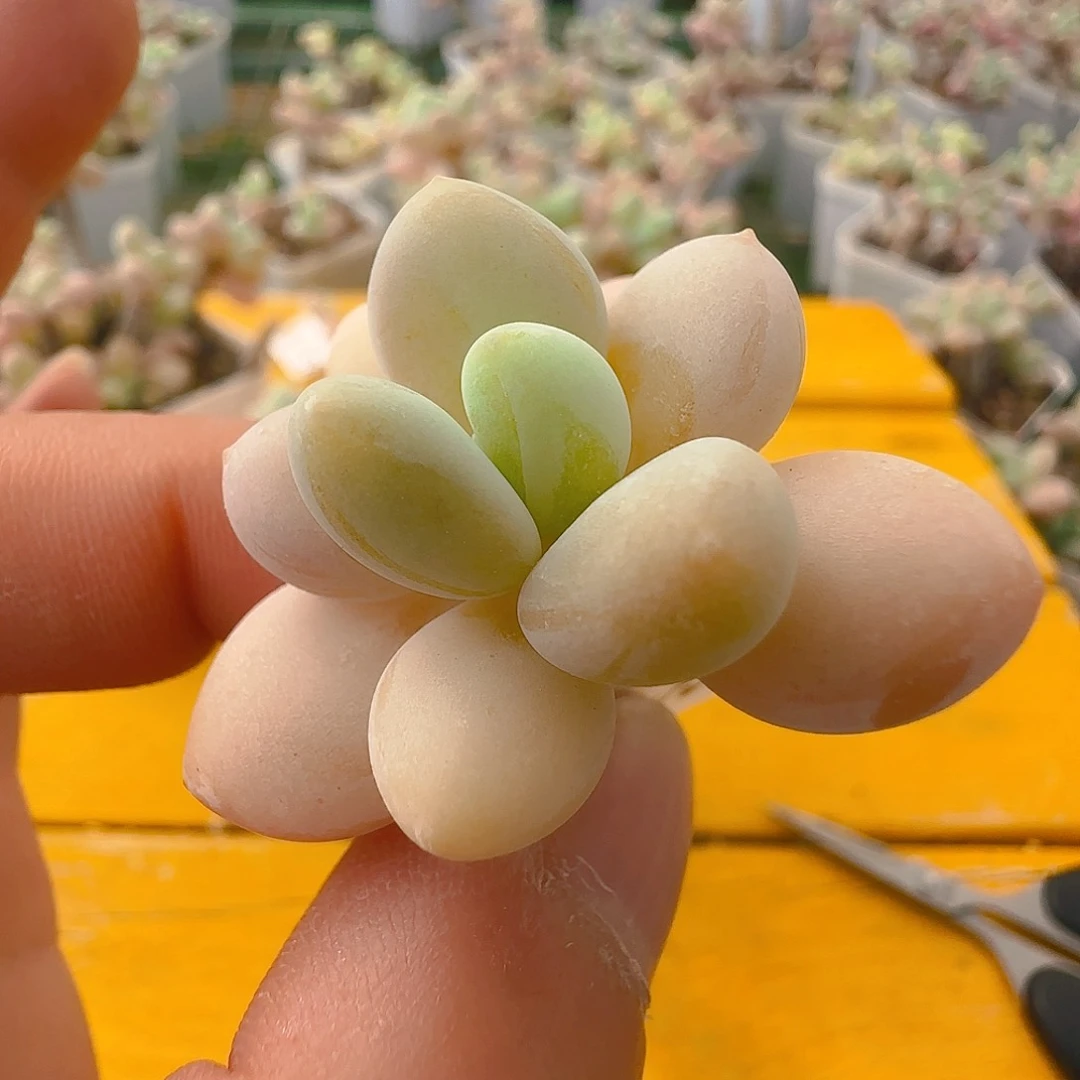 彩奶，1 53 仙农出品