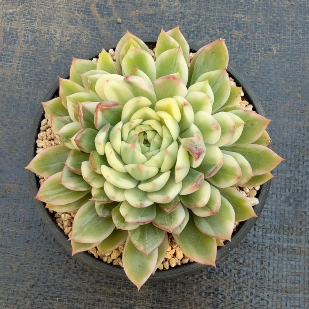 苍翠锦锦上园艺一物一拍