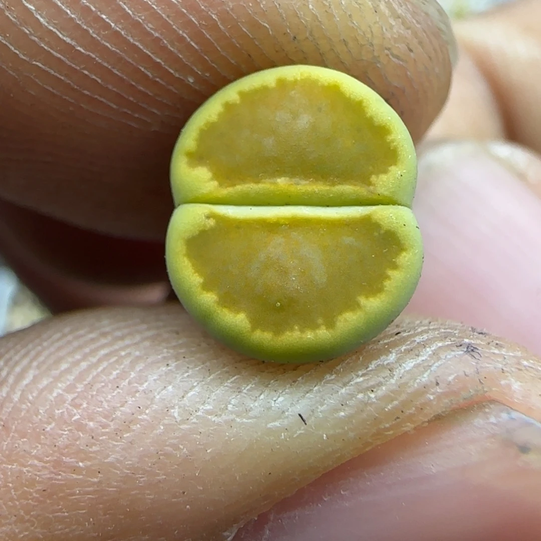 077 生石花大棚直播