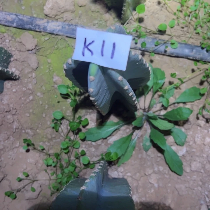 于*uK10-K11两颗量天尺52