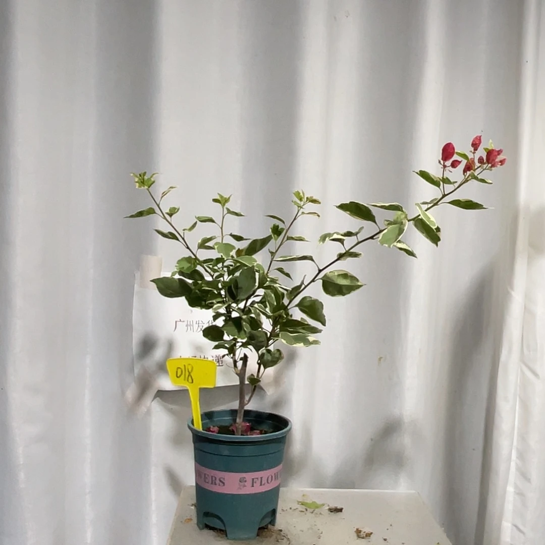 当前无花栽培后可以开花018孟加拉红扦插牙签苗